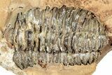 Fossil Calymene Trilobite In Nodule (Pos/Neg) - Morocco #251750-1